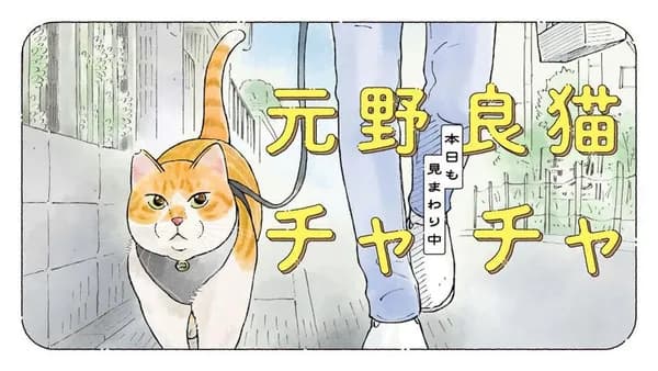 元野良猫チャチャ 本日も見まわり中